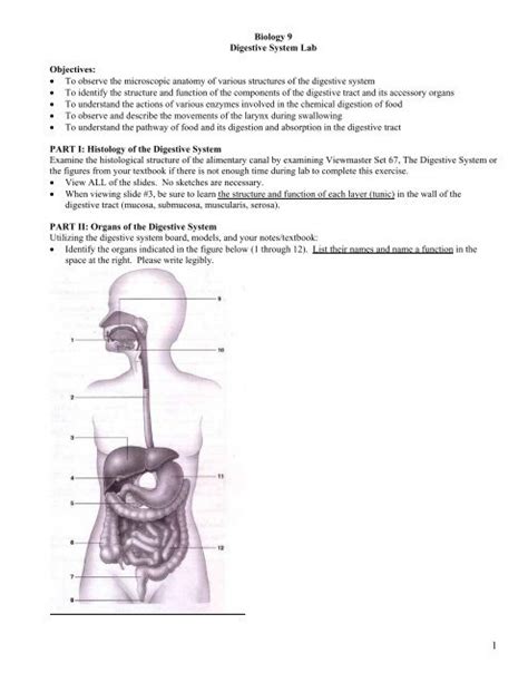 Biology 9 Digestive System Lab Objectives â ¢ To