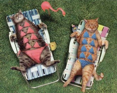 Beach Cats Funny Cat Photos