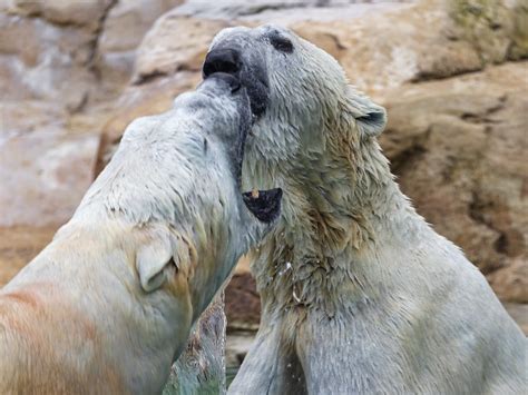 L'antarctique a toujours été isolé du continent, il est relativement préservé des contaminations. Mort Ours Polaire La Fleche - Pewter