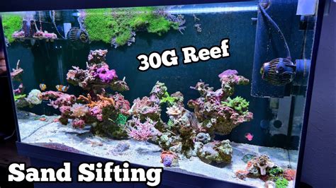 30g Reef Tank Sand Cleaning Youtube