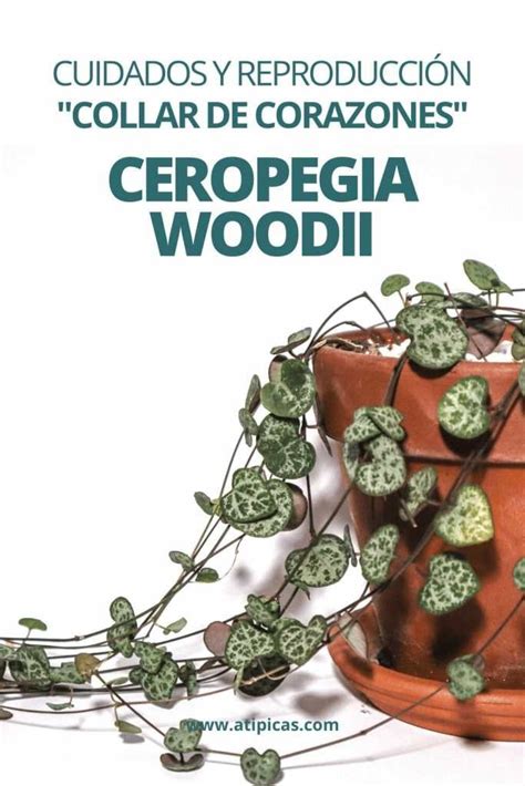Mejora y optimiza el crecimiento de la planta y previene enfermedades. Cáscaras de huevo como fertilizante o abono casero para ...