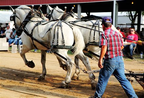 Draft Horse Pull In Illinois Faine Opines