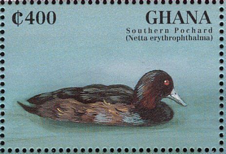 Southern Pochard Stamps Mainly Images Gallery Format Ghana