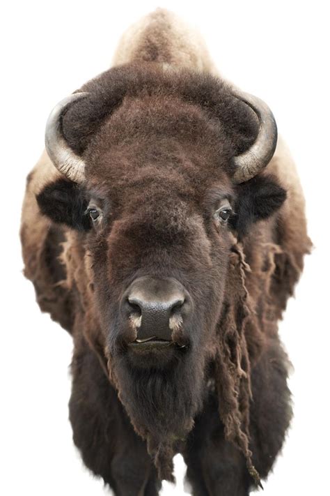 Buffalo Rancher Alumni Association University Of Colorado Boulder