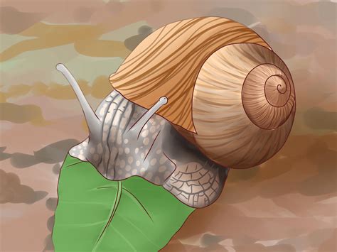What is your intended use of the land once it's cleared ….building, recreational, farming, grass area for a yard, pasture…….? How to Feed a Land Snail: 8 Steps (with Pictures) - wikiHow