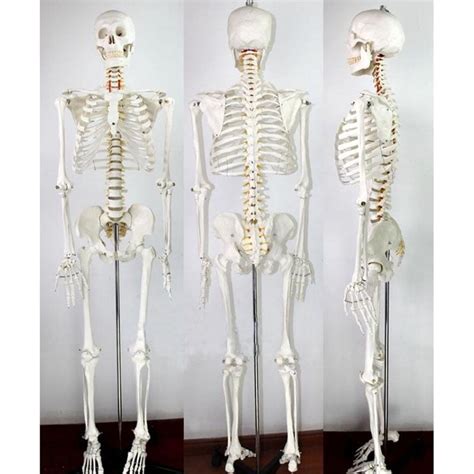 intsupermai life size human skeleton medical patient care manikins education teaching full body