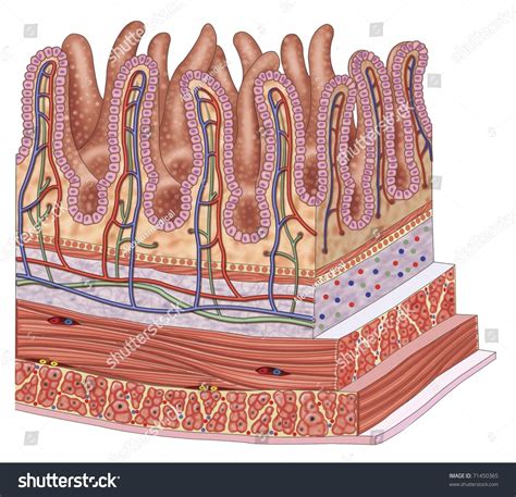 Illustration Of The Walls Of The Small Intestine 71450365 Shutterstock