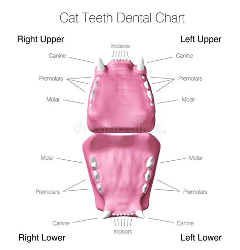 While this is present in canids, it is highly developed in felines. Cat Teeth Dental Chart Stock Illustration - Image: 49920782