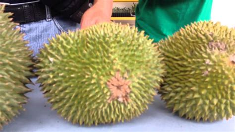 Sudah coba durian musang king? Musang King Durian Karak Malaysia - YouTube