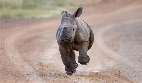 Rhino Africa Introduces A Refundable Travel Deposit Rhino Africa Blog