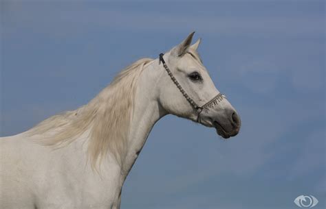 387722 White Horses 4k Rare Gallery Hd Wallpapers