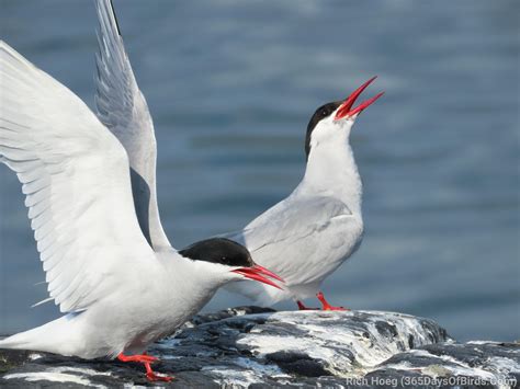 Arctic Terns 365 Days Of Birds