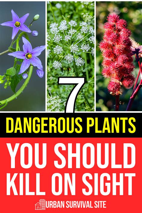 7 Dangerous Plants You Should Kill On Sight
