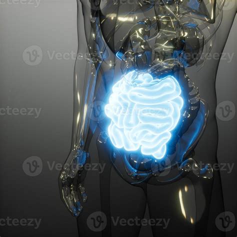 Human Small Intestine Radiology Exam 5635866 Stock Photo At Vecteezy