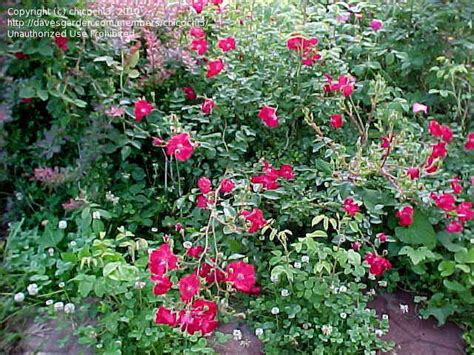 Plantfiles Pictures Floribunda Shrub Rose Flower Carpet Red Rosa