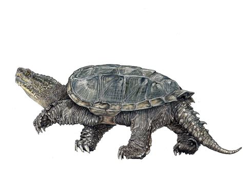Common Snapping Turtle Art Print By Ldibiccari Snapping Turtle