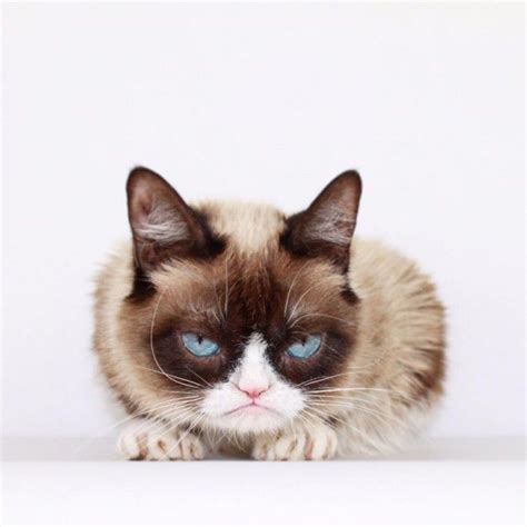 The Worlds Grumpiest Cat Grump Cat Grumpy Cat Cats