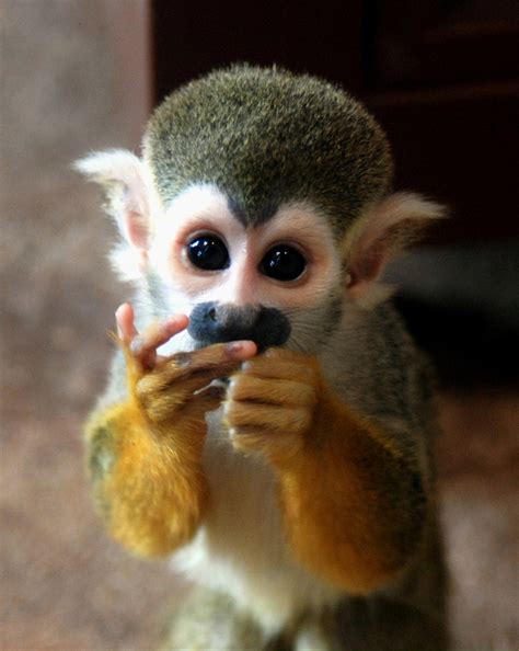 10 Cutest And Most Cuddly Exotic Pets