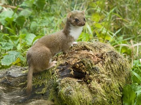 How Do You Tell The Difference Between A Stoat And A Weasel Sussex