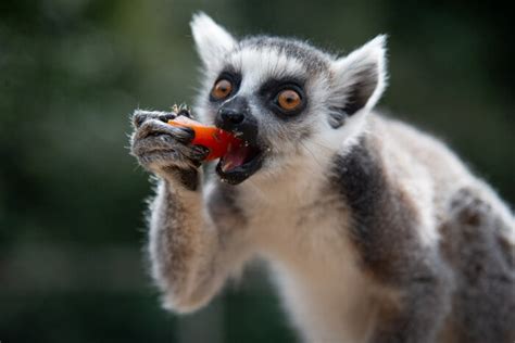 Lemure Catta Il Primate Che Vive Solo In Madagascar Focusjuniorit