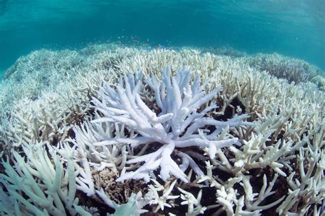 Genetically Modified Super Algae Combats Global Warming Caused Coral
