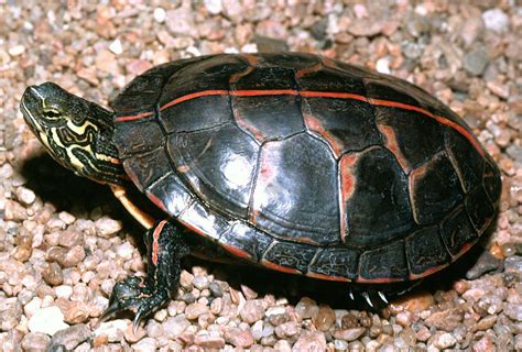 A friend has a pond on his. Zuidelijke sierschildpad - Wikipedia