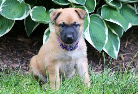 You'll love the dog clothes and cat clothes! Belgian Malinois Mix Puppies For Sale | Puppy Adoption ...