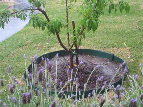 Fruit trees can be grown successfully in any soil. Forum: Suitable Mulch For Vegetables And Fruit Trees