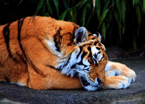 Tired Tiger Photograph By Nick Gustafson