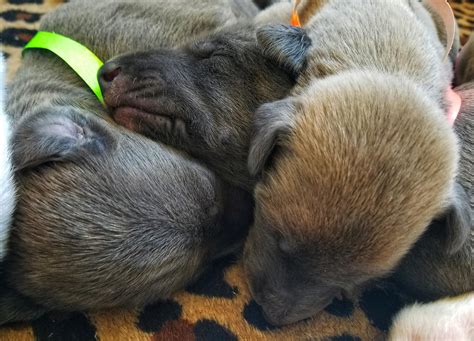 Share the best gifs now >>>. Puppy pile : Greyhounds