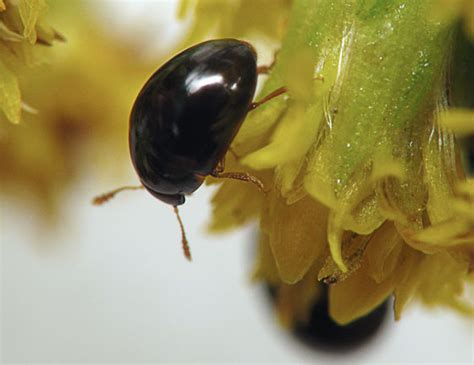 Tiny Shiny Black Beetles Olibrus Bugguidenet