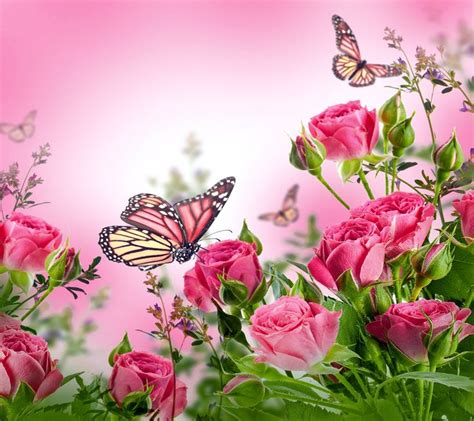 Butterflies Desktop Background Wallpaper Free Beautiful