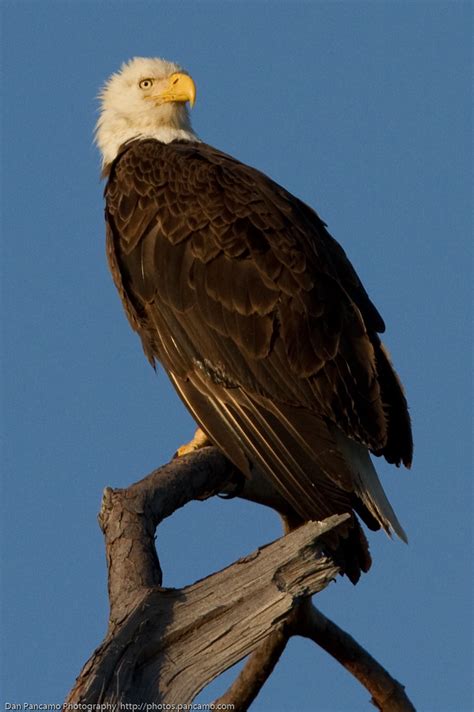 Baytown Bald Eagles March 28th Photo By Dan Pancamo View Flickr