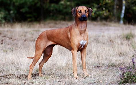 Rhodesian Ridgeback Wallpapers Wallpaper Cave