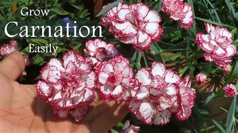 carnation flower carnation plant care dianthus flower youtube