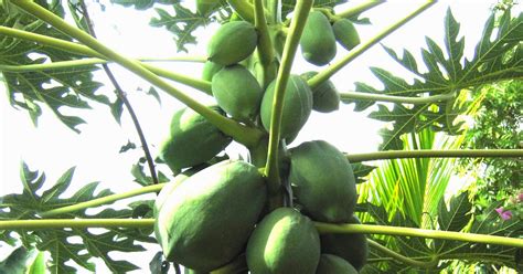 Connecting With Nature The Complicated Sex Lives Of Papayas