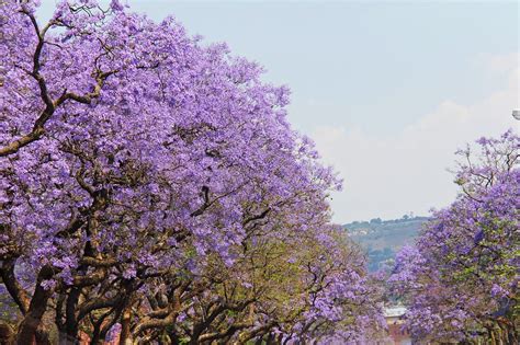 Our climate enjoys short intervals of spring and autumn that lead to glorious months of warm and cooler temperatures. Seasons in South Africa: Weather and Climate