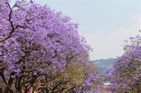 Pretoria weather, today temperatures forecasts & reports. Seasons in South Africa: Weather and Climate