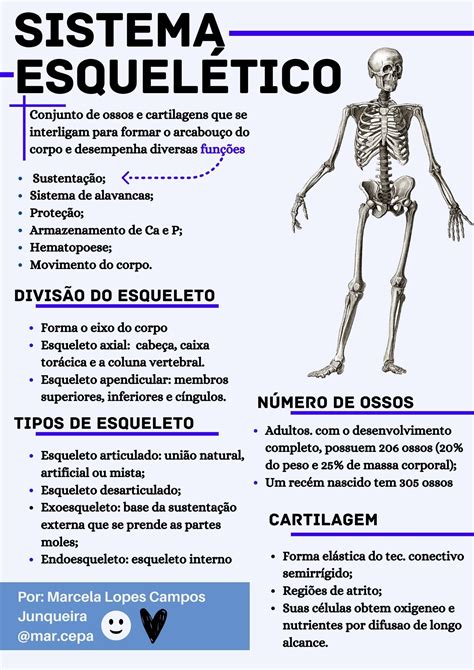 Resumo Sobre O Sistema Esquelético Study Hard Study Time Medical