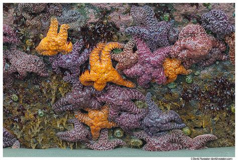 Cluster Of Starfish Ruby Beach Olympic National Park David Roossien
