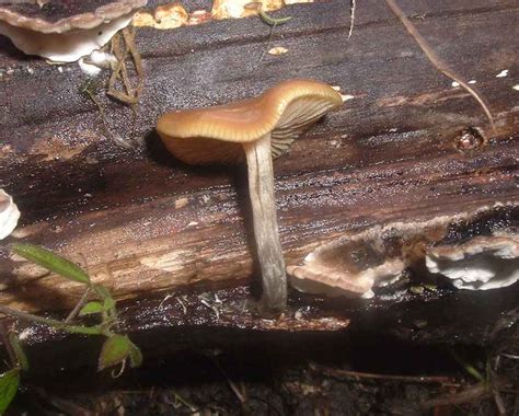 Evidence For Psilocybin Mushrooms In Mn Mushroom Hunting And
