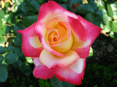 Hybrid Tea Rose Flowers Pinterest