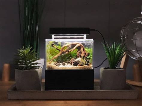 Mini Complete Tank Mini Aquarium Scaped By Thecinescaper 😍😍