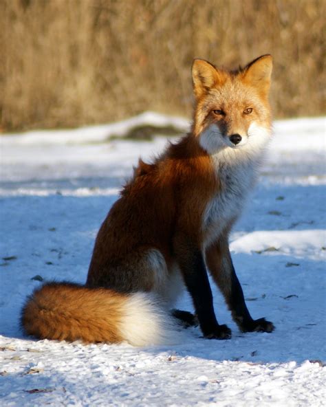 Sitting Fox By Akshelby On Deviantart