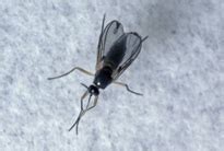 This article is just for you! BBC - Gardening - Advice: Pest and disease identifier