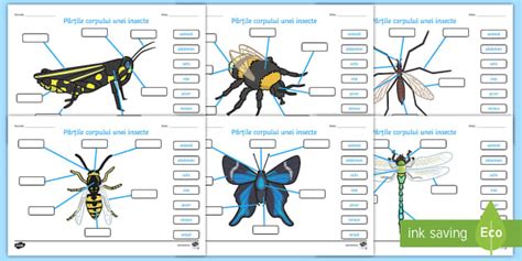 Părțile Unei Insecte Fișă De Lucru Cu Completare Digitală