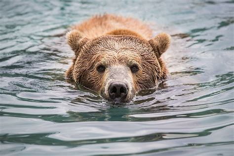 Grizzly Bear Swimming On Water Hd Wallpaper Wallpaper Flare
