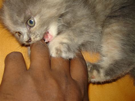 Filepersian Kitten Playfighting Wikipedia