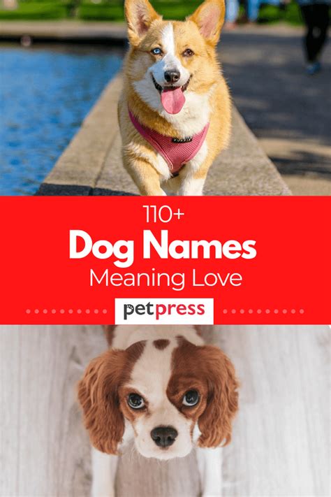 110 Dog Names Meaning Love For Both Male And Female Dogs