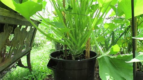 Zucchini plants love warm weather, so start your seeds indoors to avoid any chance of frost destroying them. Cucumber, Squash, Zucchini: Vertical Trellising, Pests ...